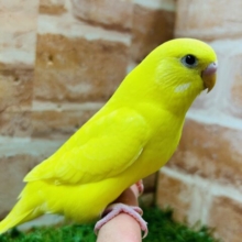久々にダブルファクターカラーのセキセイインコちゃんがやってきましたよ～💛💛💛