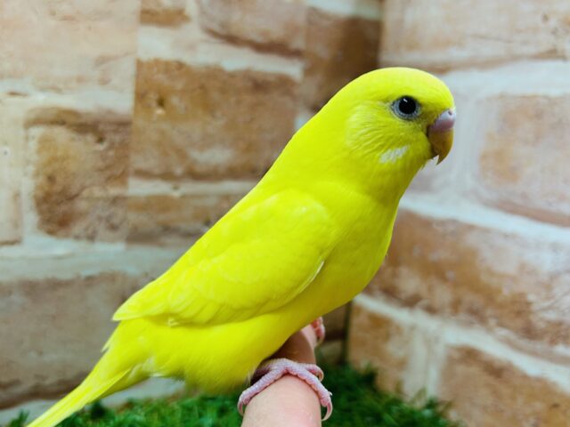久々にダブルファクターカラーのセキセイインコちゃんがやってきましたよ～💛💛💛　一人餌