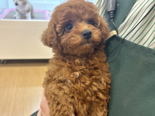 トイプードル