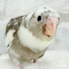 【最新画像更新🪄】愛嬌たっぷり♡オカメインコ(WFパイド) ヒナ