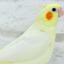 【最新画像更新🪄】あひるじゃないよ🪿オカメだよ🐥💛オカメインコ(ルチノー) ヒナ