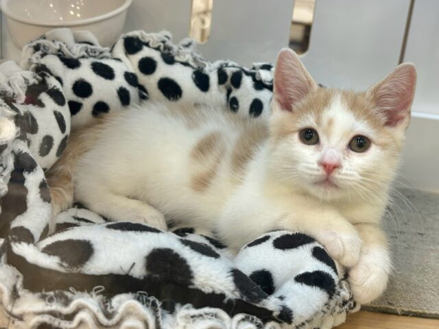 スコティッシュストレート