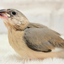 【最新画像更新🪄】文鳥界のリーダーを目指します𖤐  ̖́-‬桜文鳥 ヒナ