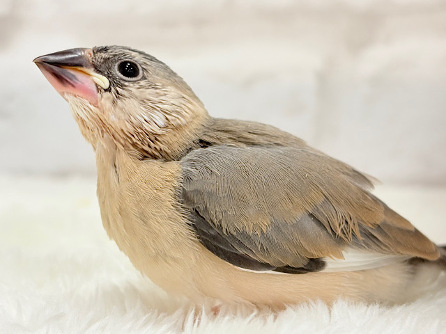 【最新画像更新🪄】文鳥界のリーダーを目指します𖤐 ̖́-桜文鳥 ヒナ 【最新画像更新🪄】文鳥界のリーダーを目指します𖤐 ̖́-桜文鳥 ヒナ