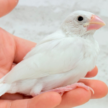 【最新画像更新🪄】将来はおもちみたいになりたいな。。。白文鳥 ヒナ