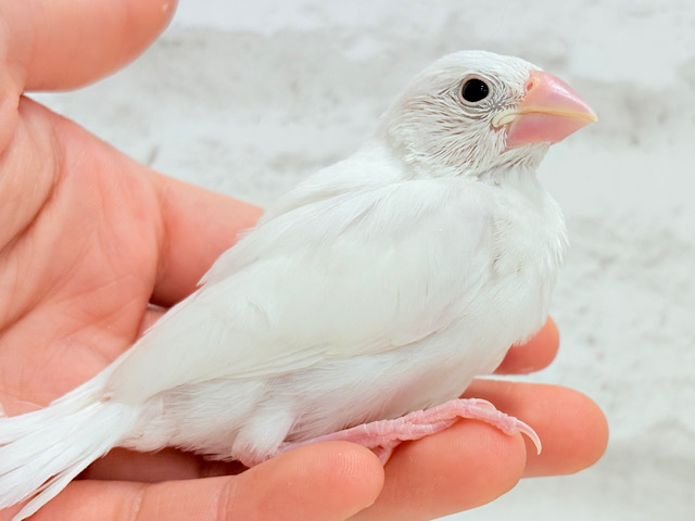 【最新画像更新🪄】将来はおもちみたいになりたいな。。。白文鳥 ヒナ 【最新画像更新🪄】将来はおもちみたいになりたいな。。。白文鳥 ヒナ