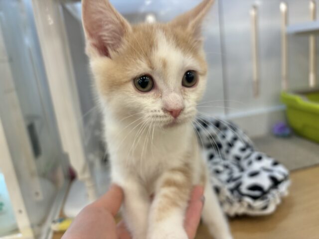 スコティッシュストレート