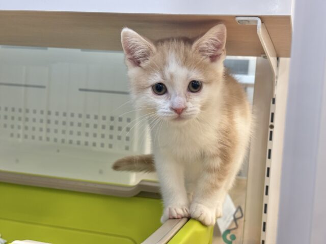 スコティッシュストレート