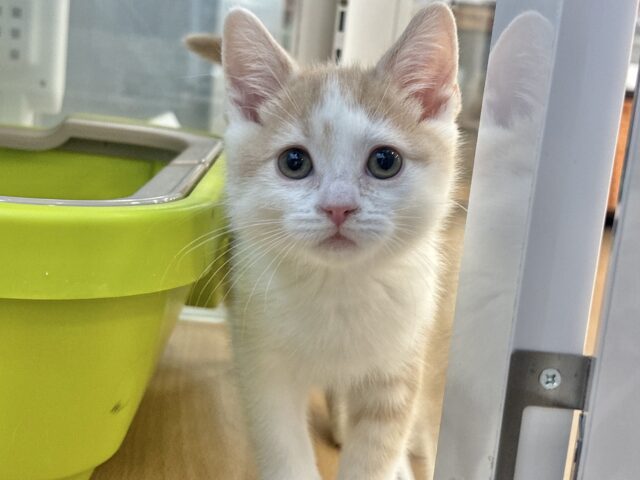 スコティッシュストレート