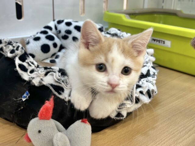 まん丸ボーイの愛はデッカいゾ〜♥スコティッシュストレートくん! スコティッシュストレート