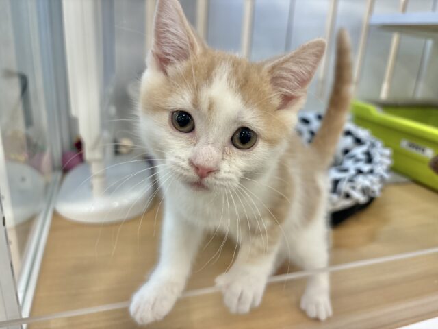 まん丸ボーイの愛はデッカいゾ〜♥スコティッシュストレートくん! スコティッシュストレート