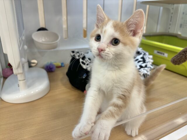 スコティッシュストレート