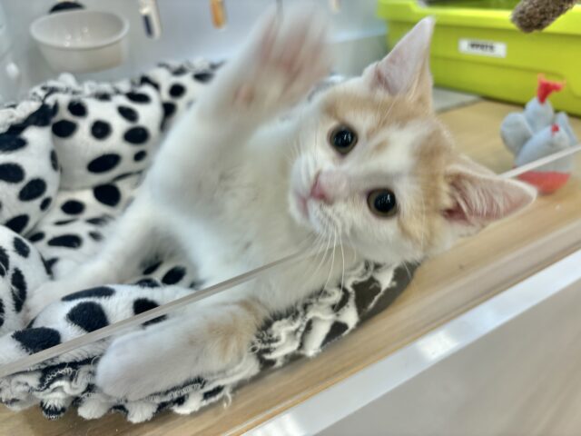 スコティッシュストレート