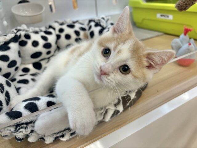 スコティッシュストレート