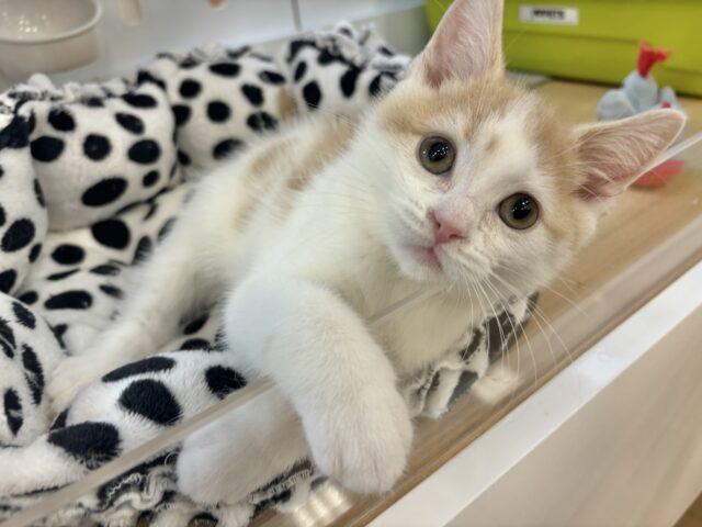 まん丸ボーイの愛はデッカいゾ〜♥スコティッシュストレートくん! スコティッシュストレート