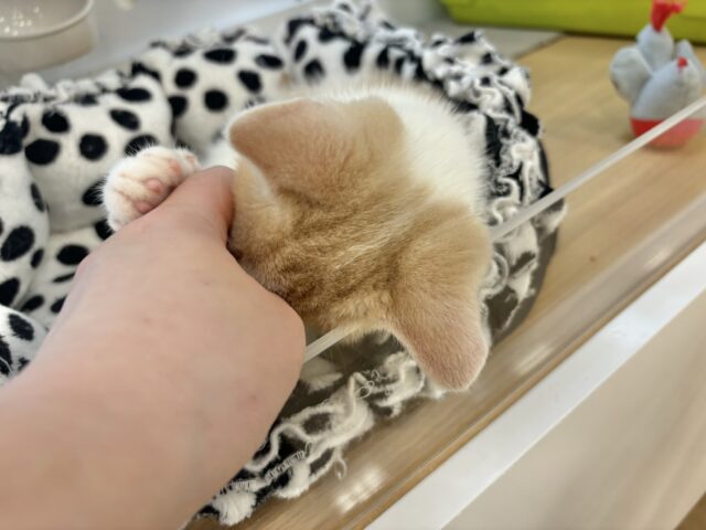 スコティッシュストレート