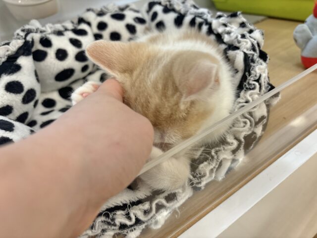 スコティッシュストレート