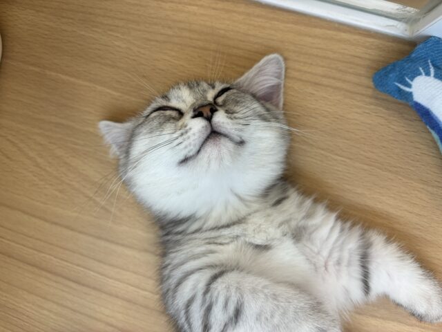 愛嬌たっぷりをお届け♥マンチカンちゃん! マンチカン