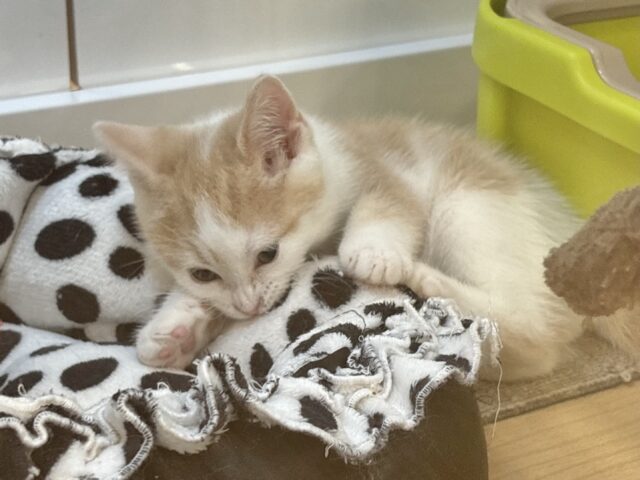 スコティッシュストレート