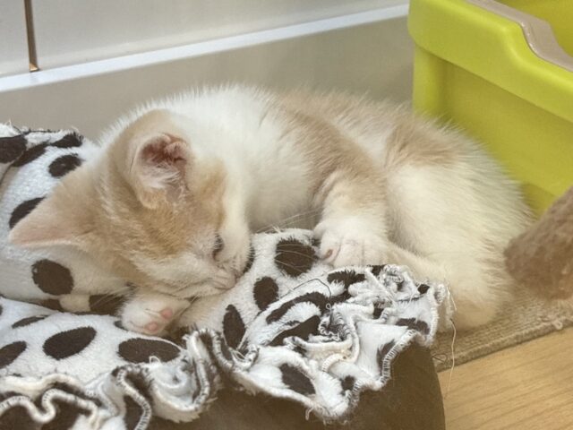 まん丸ボーイの愛はデッカいゾ〜♥スコティッシュストレートくん! スコティッシュストレート