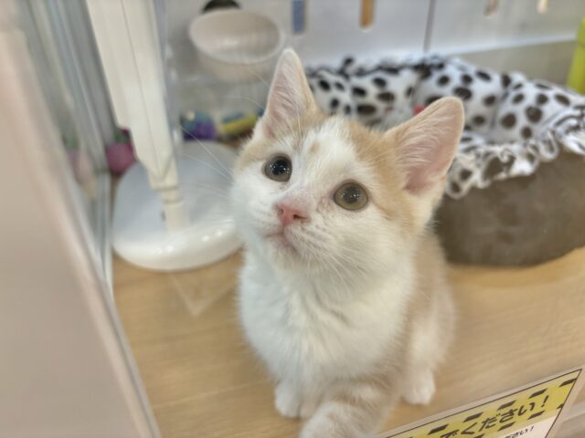 スコティッシュストレート