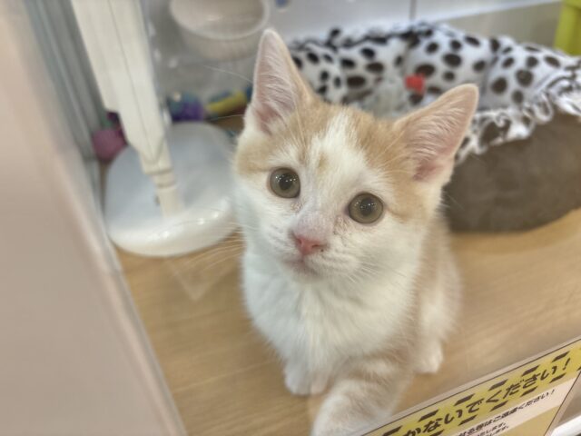 スコティッシュストレート