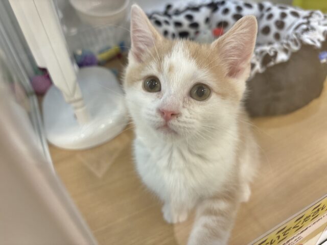 まん丸ボーイの愛はデッカいゾ〜♥スコティッシュストレートくん! スコティッシュストレート