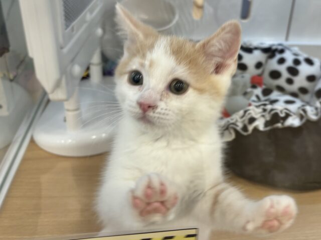 スコティッシュストレート