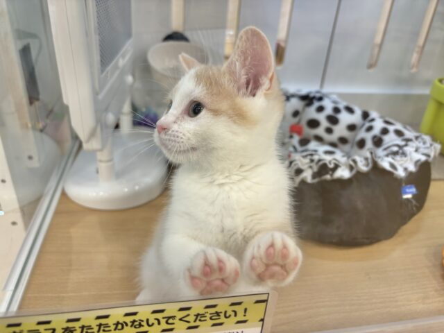 スコティッシュストレート