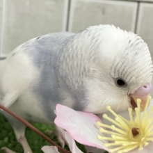✨最新画像✨ちょいとシックにお久しぶり？？　セキセイインコ