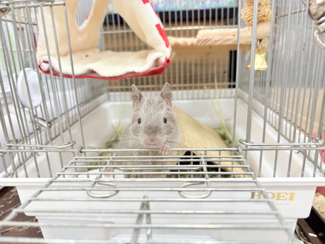 デグー