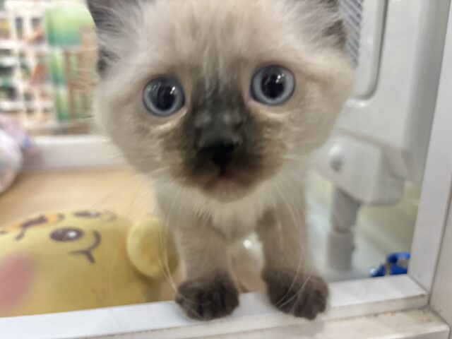 ブリティッシュショートヘア