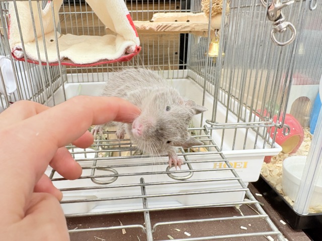 デグー