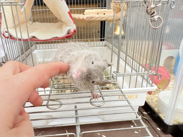 デグー