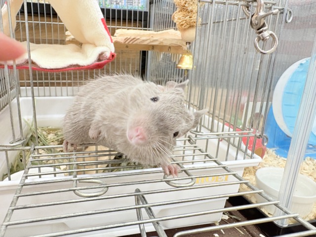 デグー
