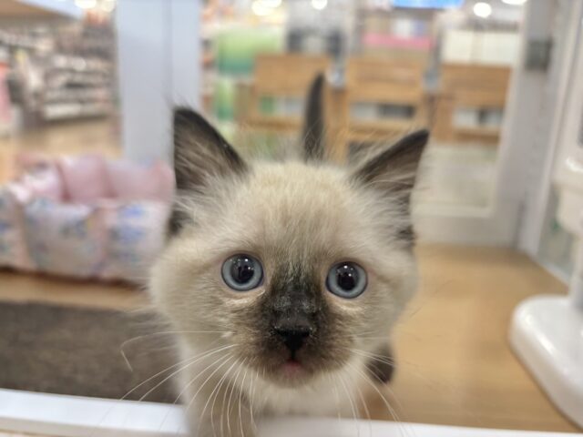 ブリティッシュショートヘア