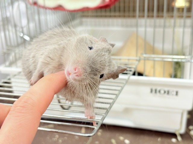 デグー