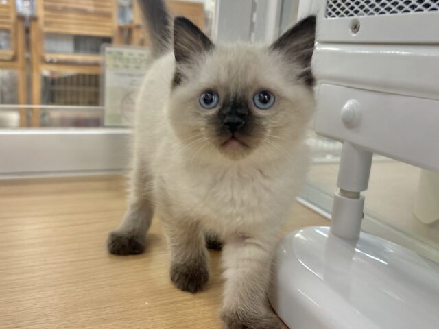 ブリティッシュショートヘア