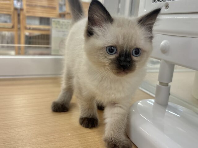 ブリティッシュショートヘア