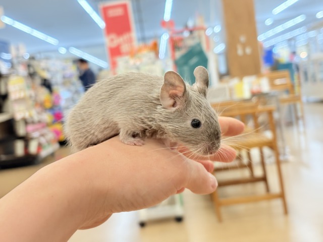 デグー
