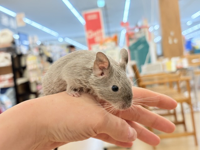 デグー