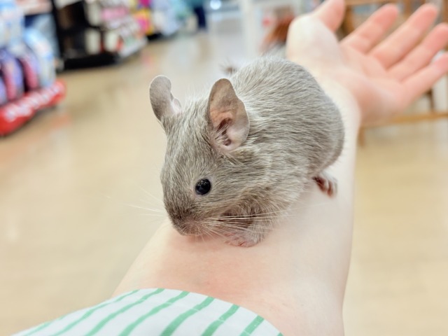 デグー