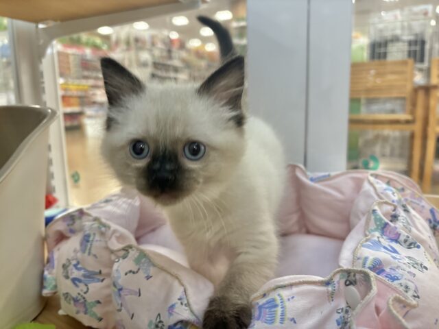 ブリティッシュショートヘア