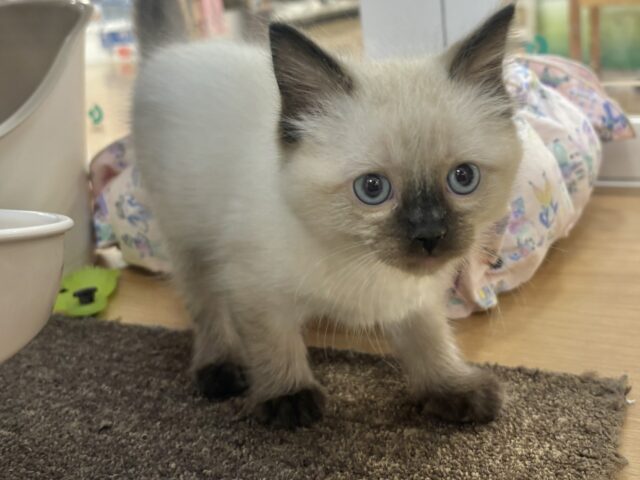 ブリティッシュショートヘア