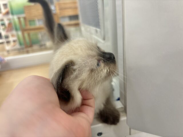 ブリティッシュショートヘア