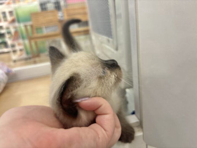 ブリティッシュショートヘア