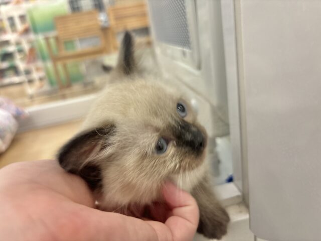 ブリティッシュショートヘア