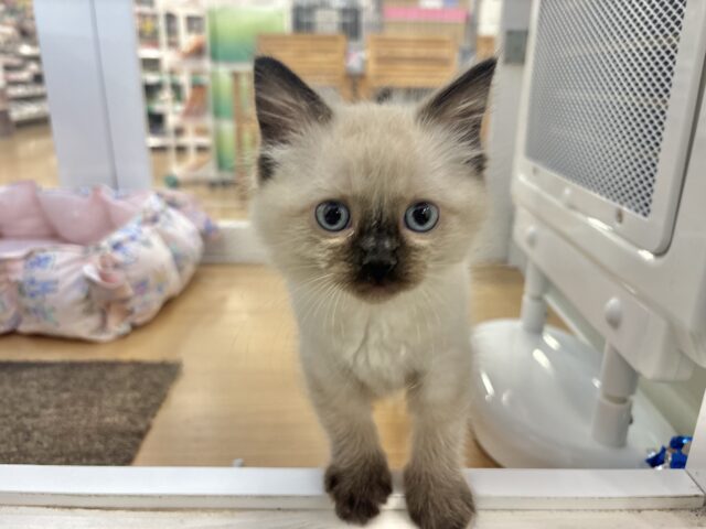 ブリティッシュショートヘア