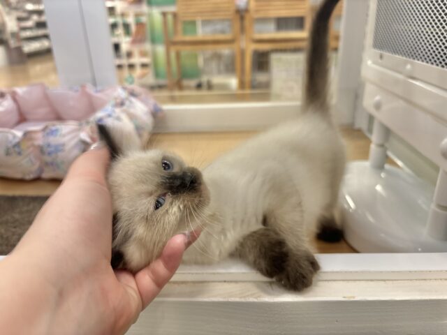 ブリティッシュショートヘア