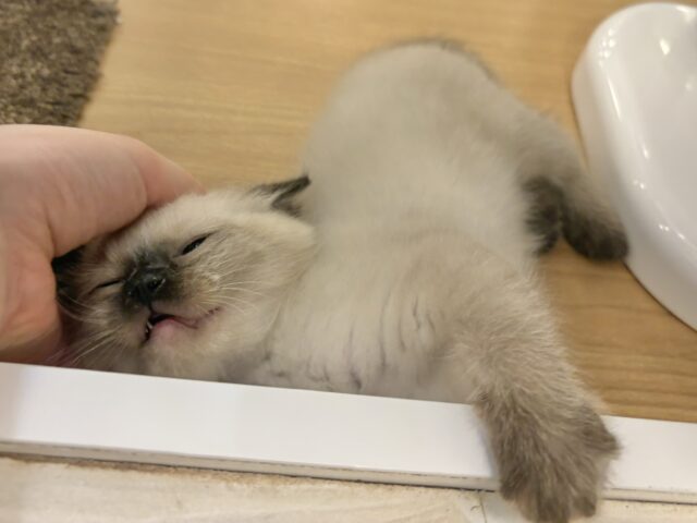 ブリティッシュショートヘア